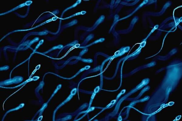 精子成活率低是什么原因